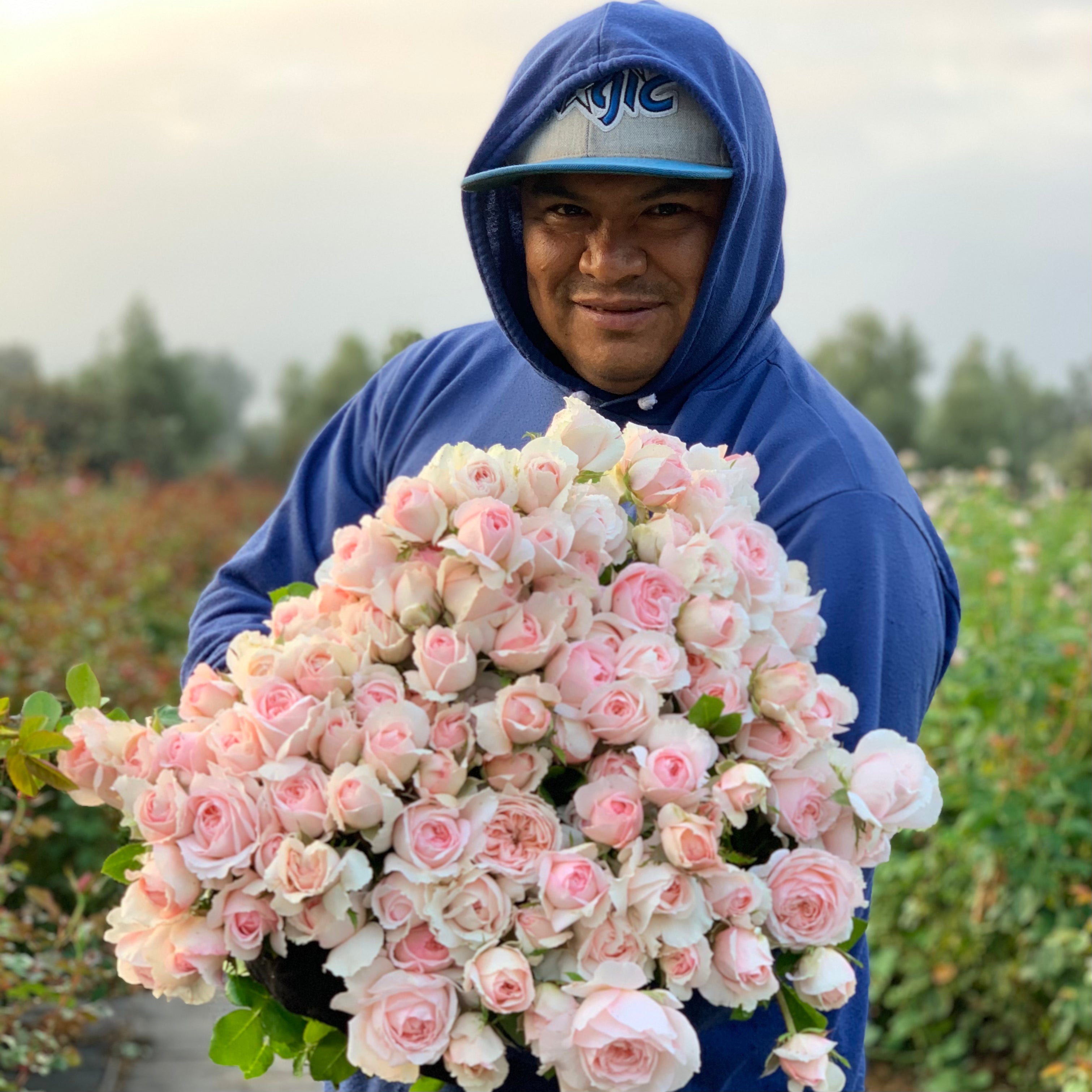 David Austin® The Lady Gardener® Potted Rose Bush