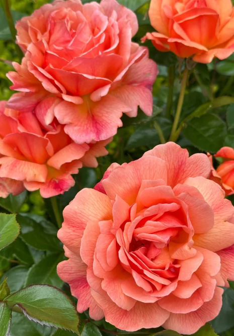 Lady Emily Bare Root Rose Bush