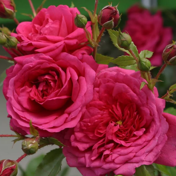 Arborose® Laguna™ Climbing Bare Root Rose