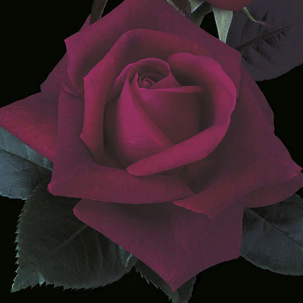 Lasting Love® Potted Rose Bush