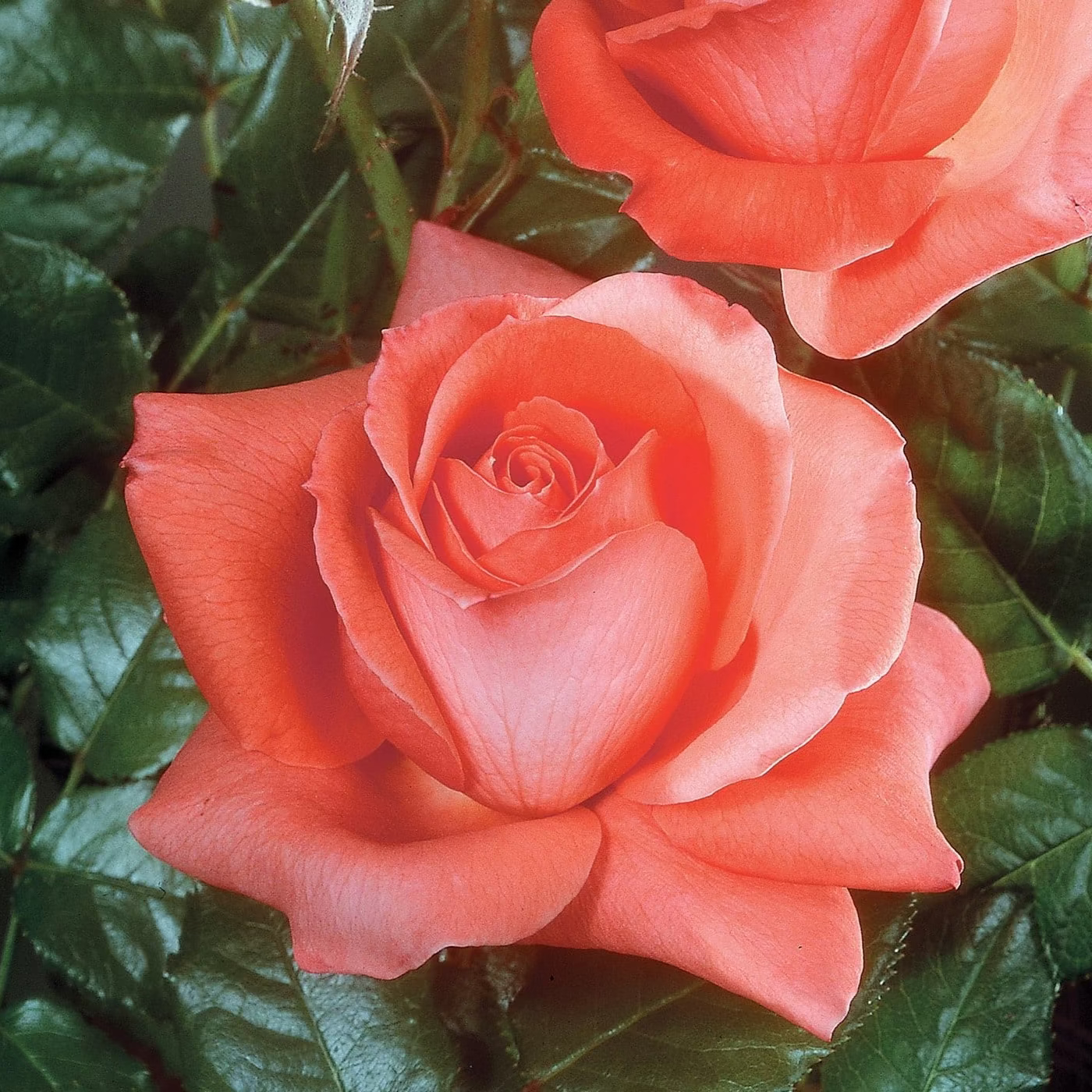 Lasting Peace™   Bare Root Rose Bush