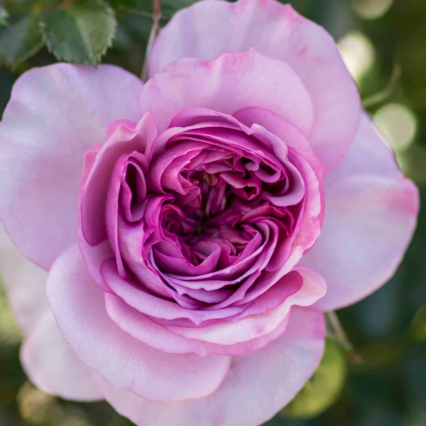 Veranda® Lavender™  Bare Root Rose Bush