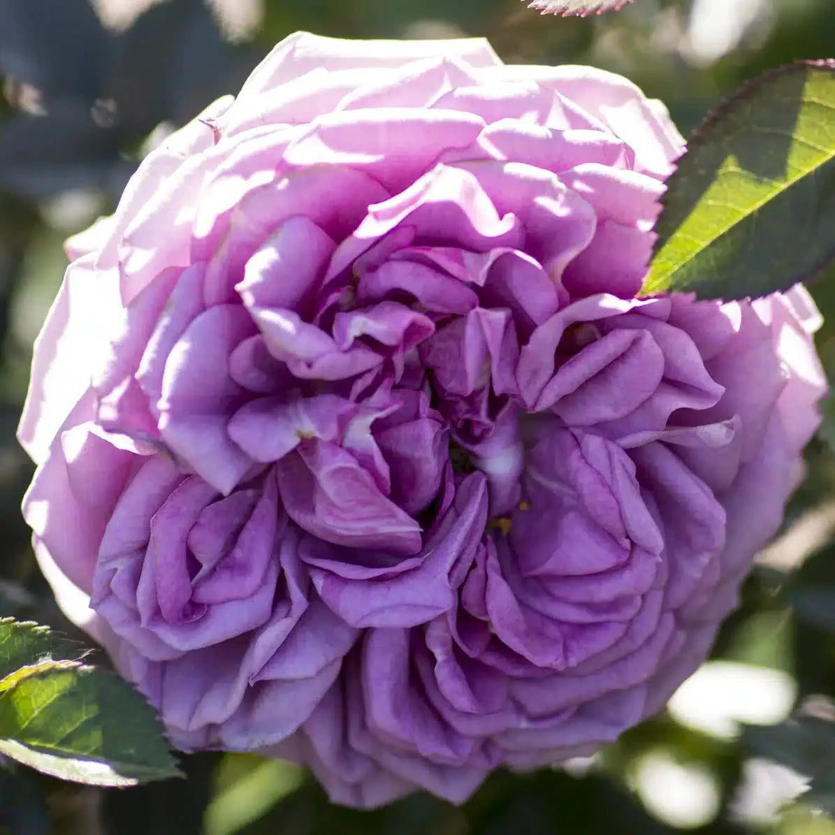 Veranda® Lavender Potted Rose Bush