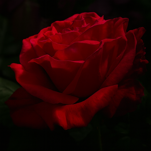 Legends™ Potted Rose Bush