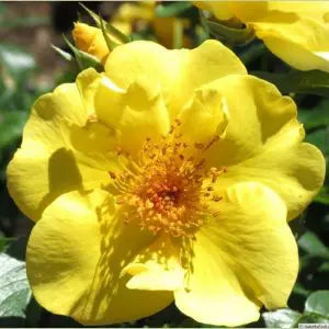 Kolorscape® Lemon Fizz  Potted Rose Bush