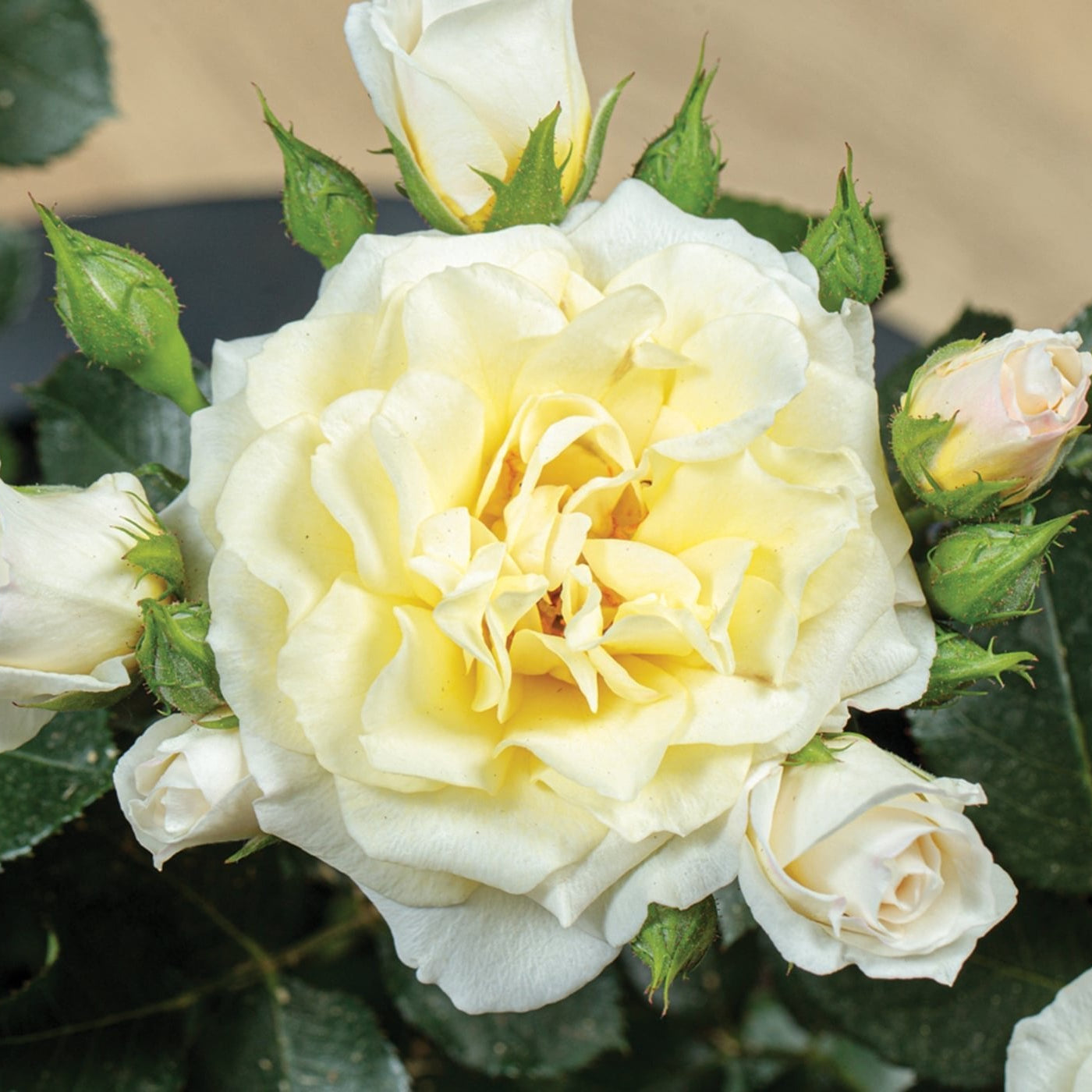Lemon Sunblaze® Potted Rose Bush