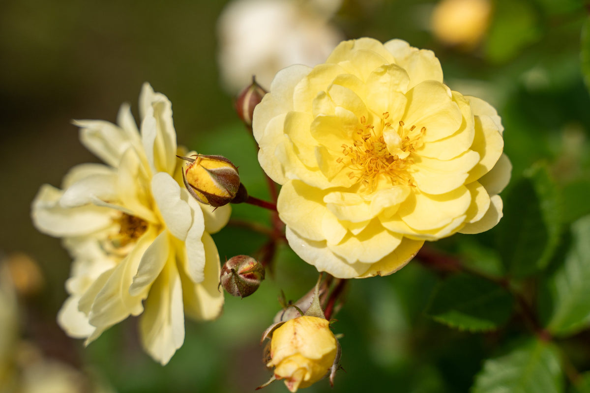 Lemon Frost™ Bare Root Climbing Rose