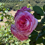 Leonardo da Vinci® Rose Bush