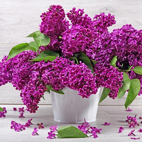 Monge Bare Root Lilac Bush