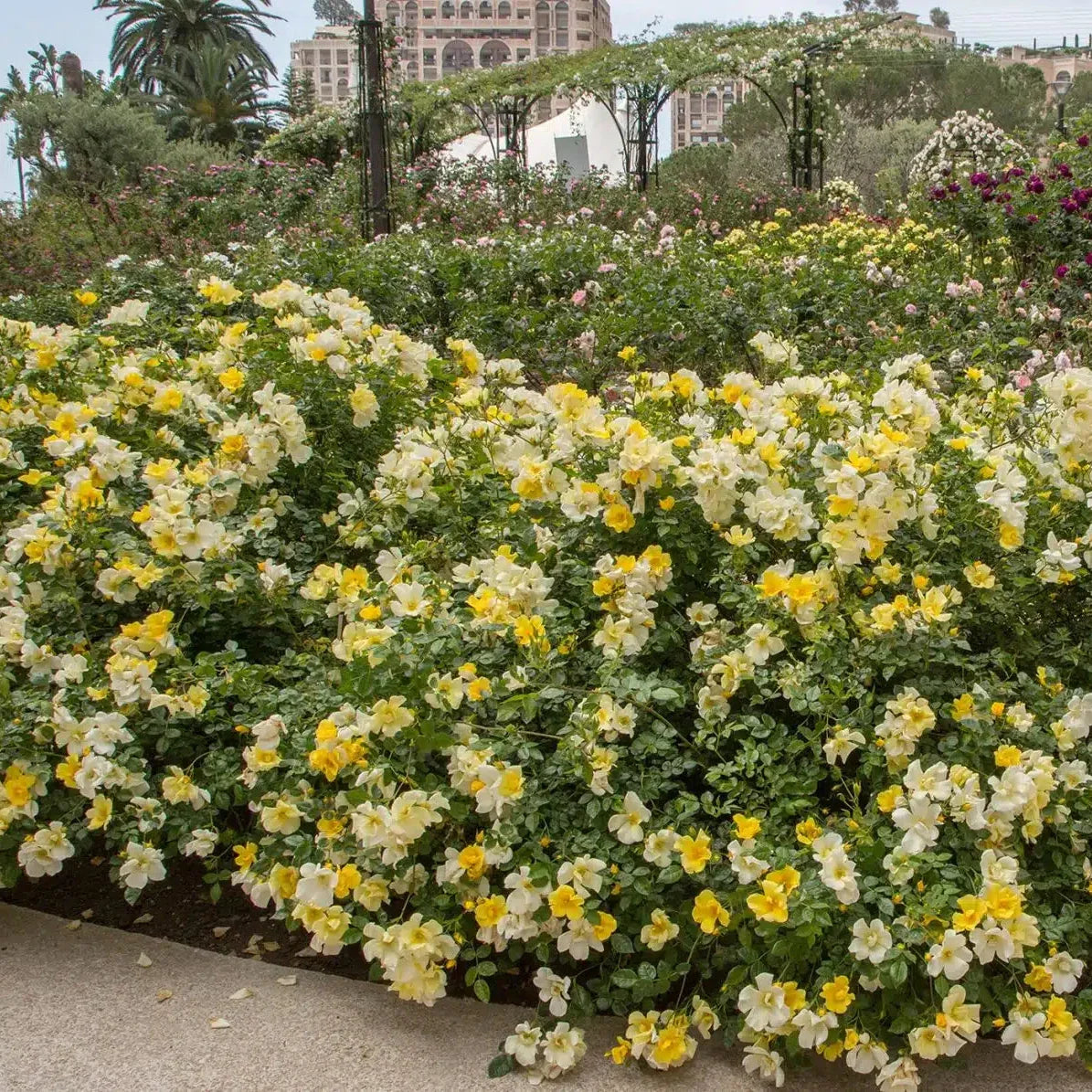 Limoncello™ Potted Rose Bush