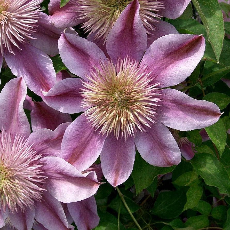 Clematis Raymond Evison® Regal® Josephine™ Potted Clematis Plant