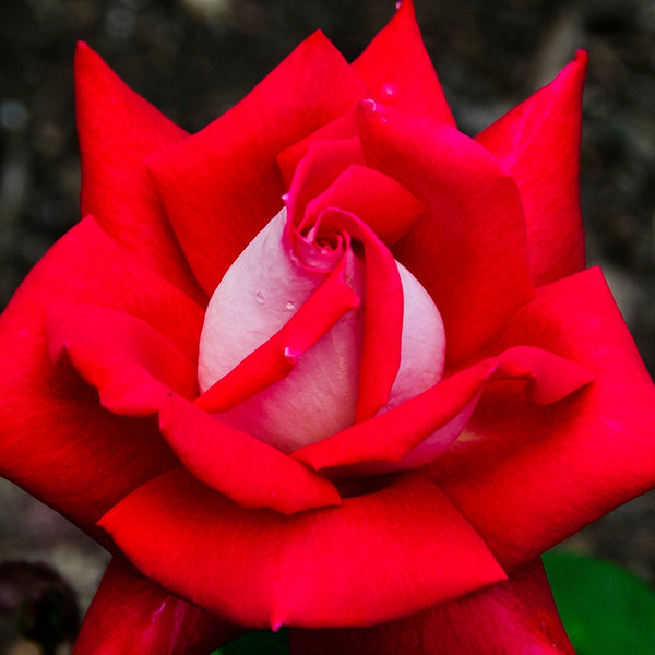 Love™ Potted Rose Bush