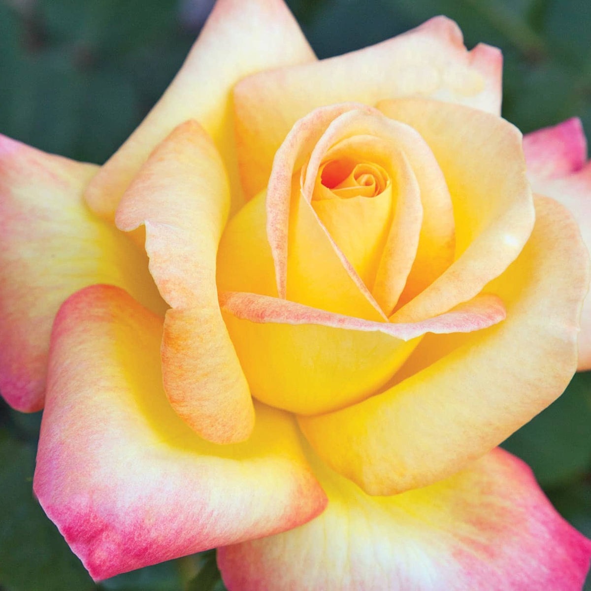 Close-up of a pink and yellow rose with a blurred green background