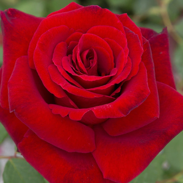 Love's Promise™ Potted Rose Bush