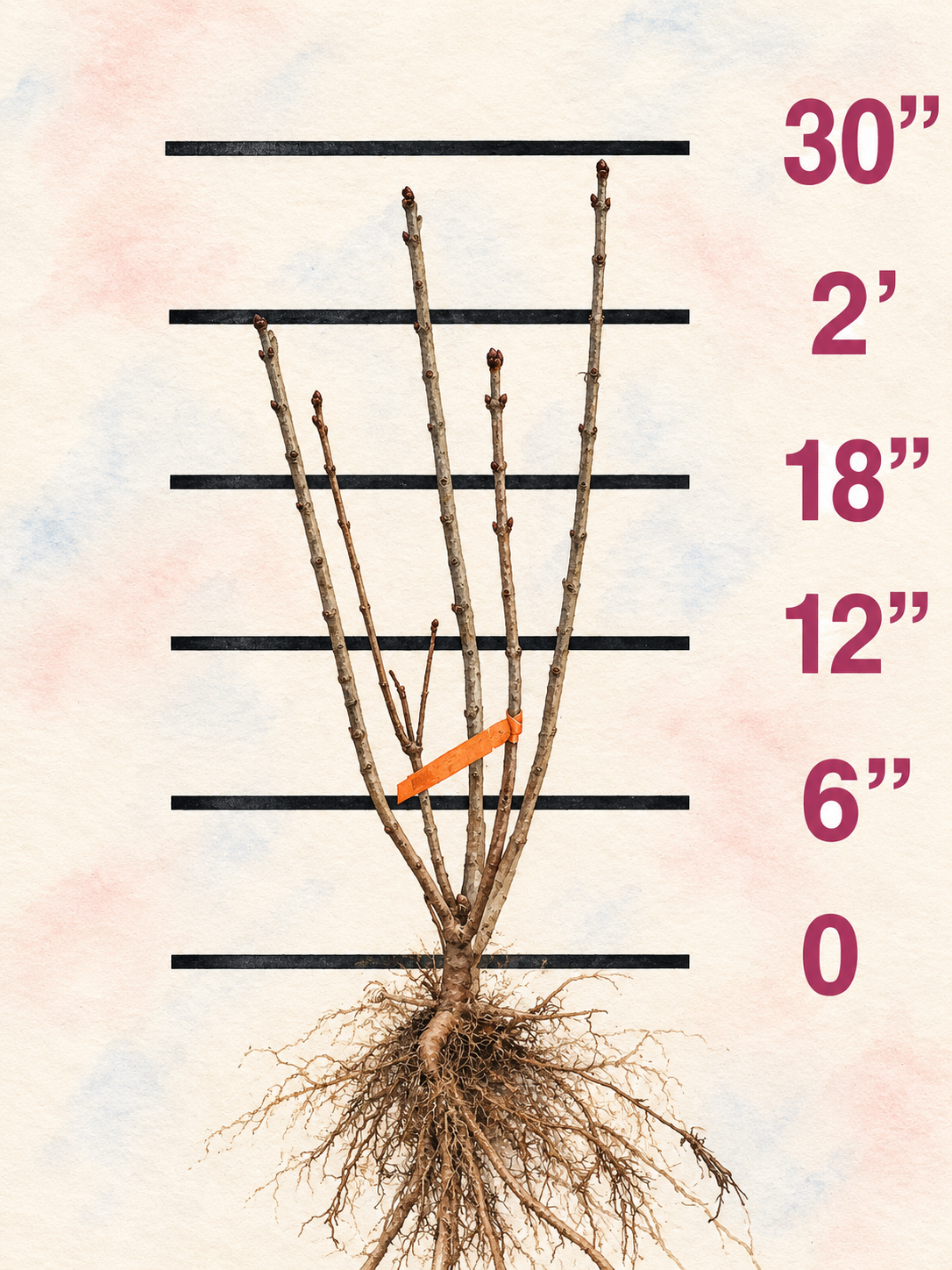 Ludwig Spaeth Bare Root Lilac Bush