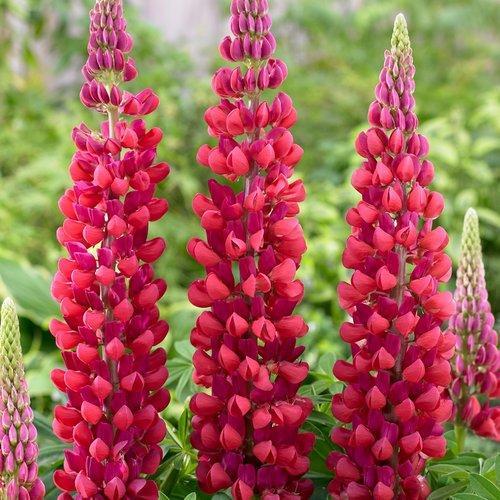 Lupine Westcountry™ Red Rum Potted Lupine Plant