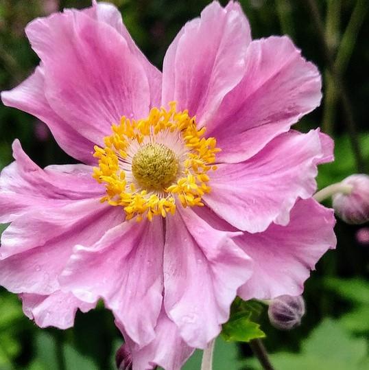 Anemone  'Pocahontas' Potted Anemone Plant
