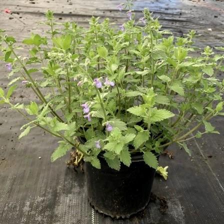 Catmint Junior Walker™  Potted Catmint Plant