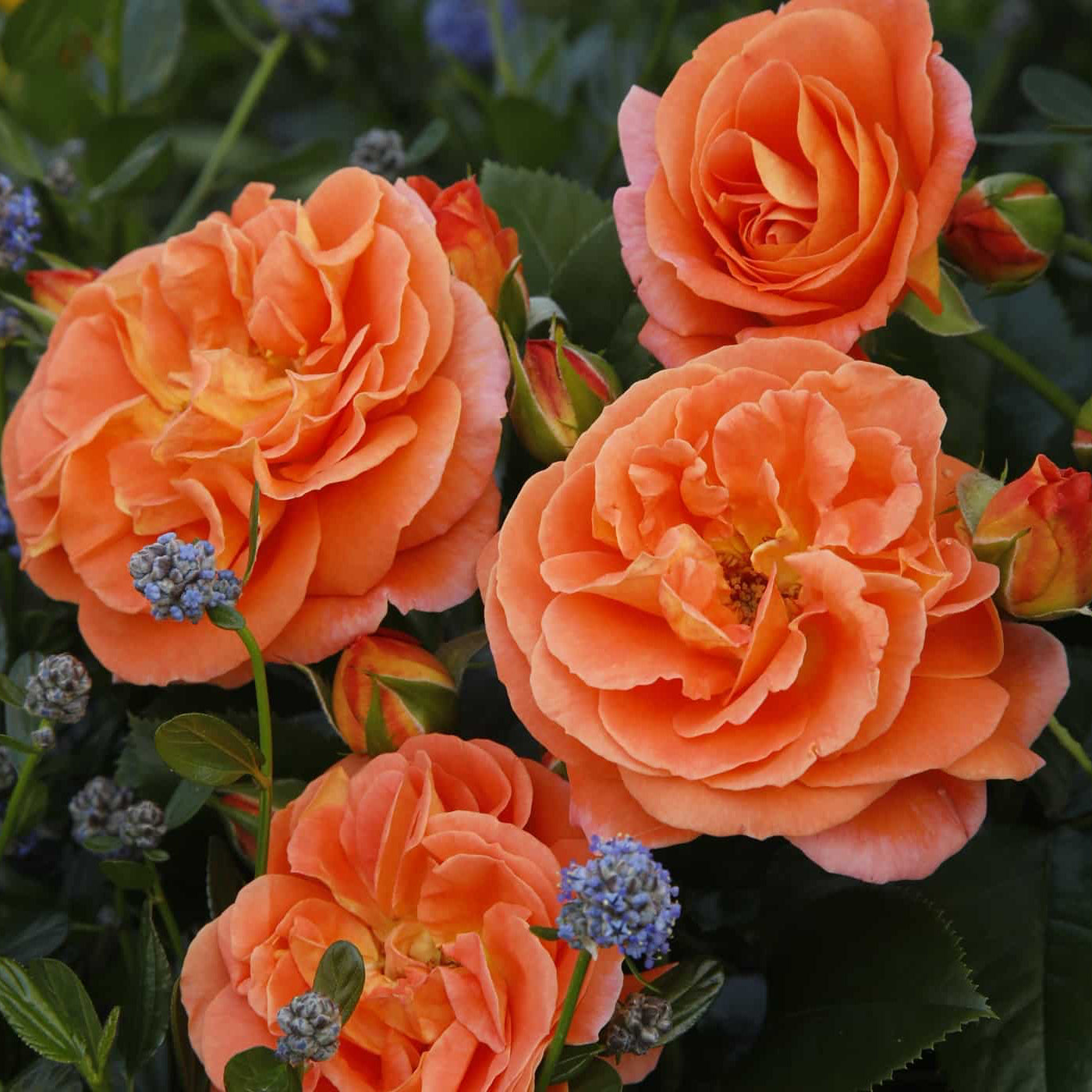 Close-up of orange roses with green leaves and small blue flowers in the background.