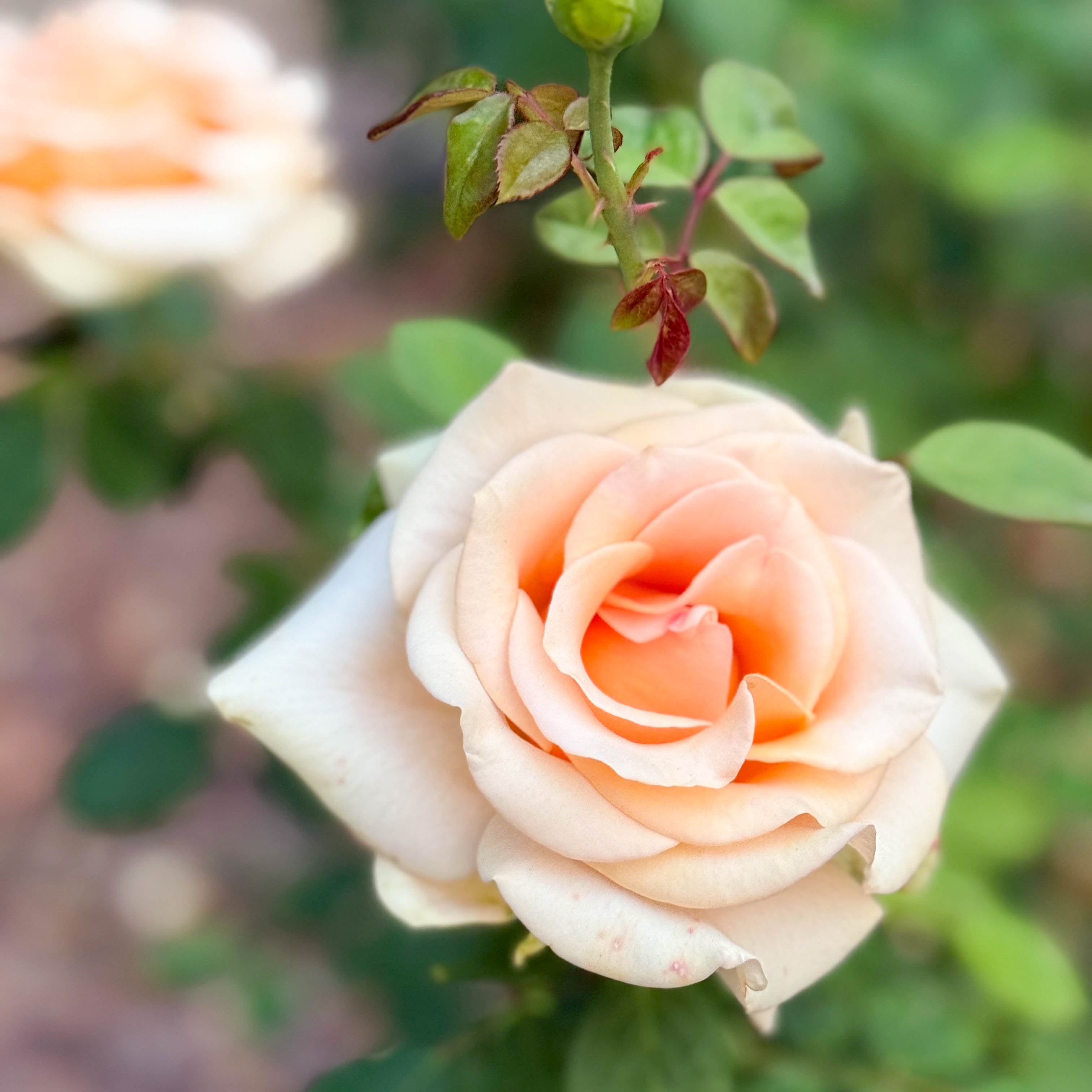 Marilyn Monroe™ Bare Root Rose Bush