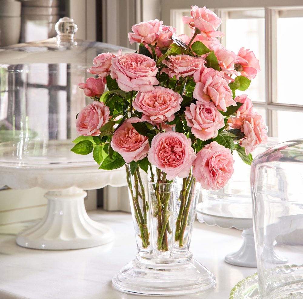 Martha Stewart™ Potted Rose Bush