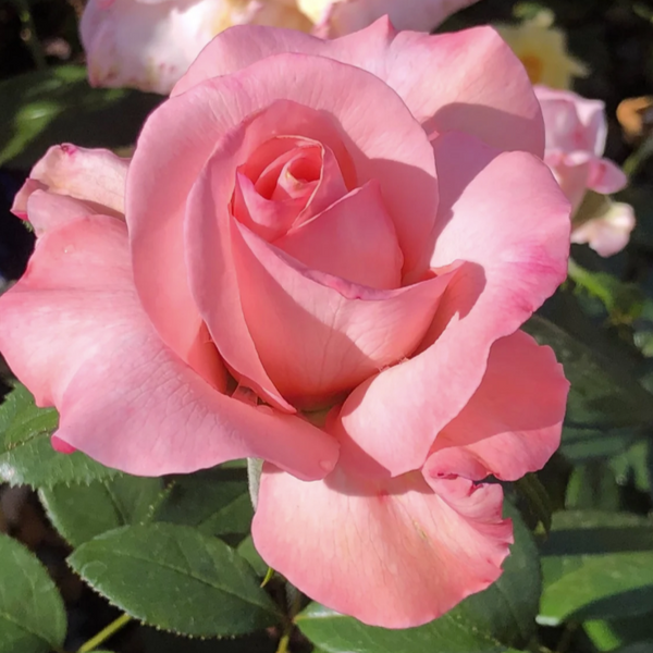Marylou Whitney Bare Root Rose Bush