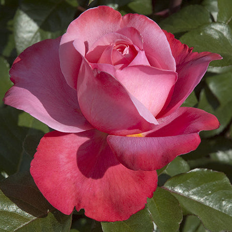 Pink Flamingo™ Bare Root Tree Rose