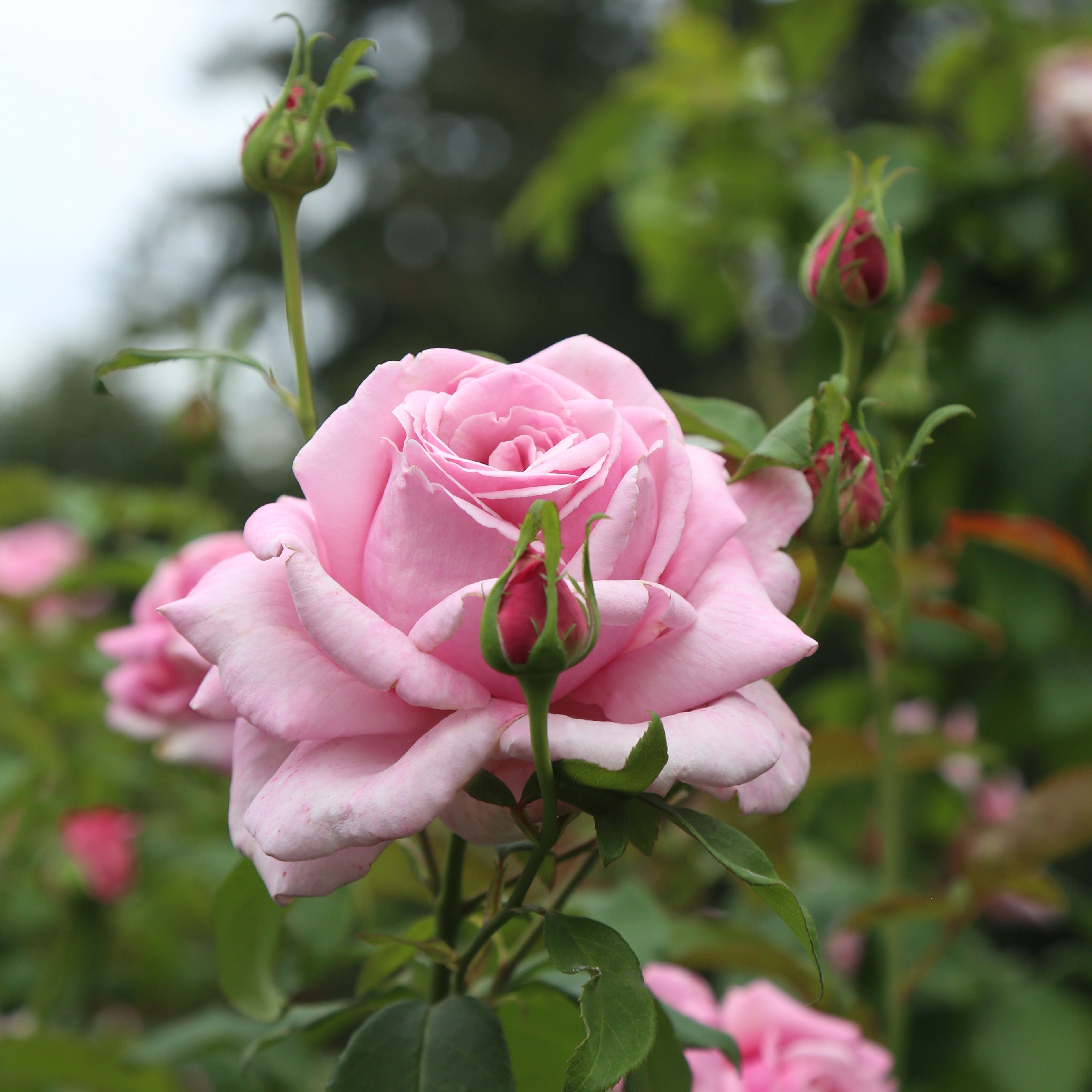 Memorial Day®  Bare Root Rose Bush