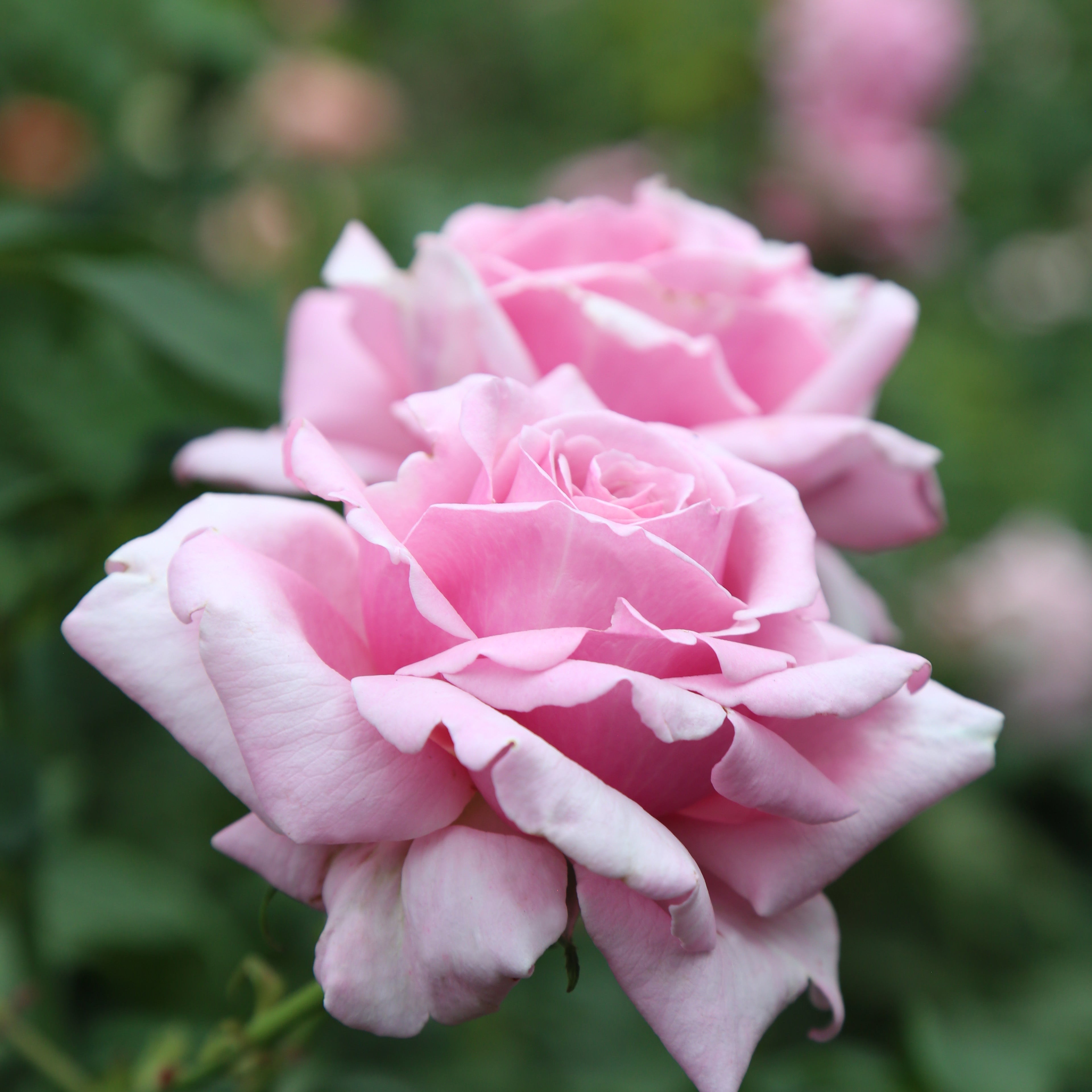 Memorial Day®  Bare Root Rose Bush
