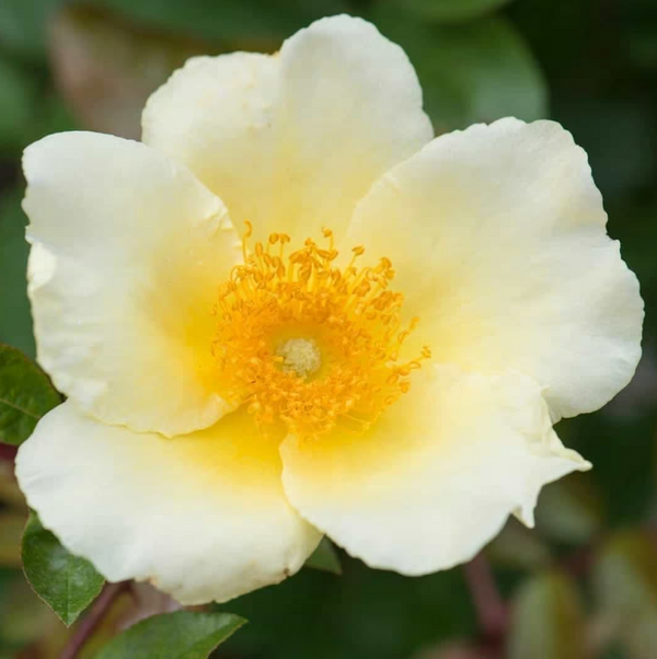 Mermaid Potted Climbing Rose
