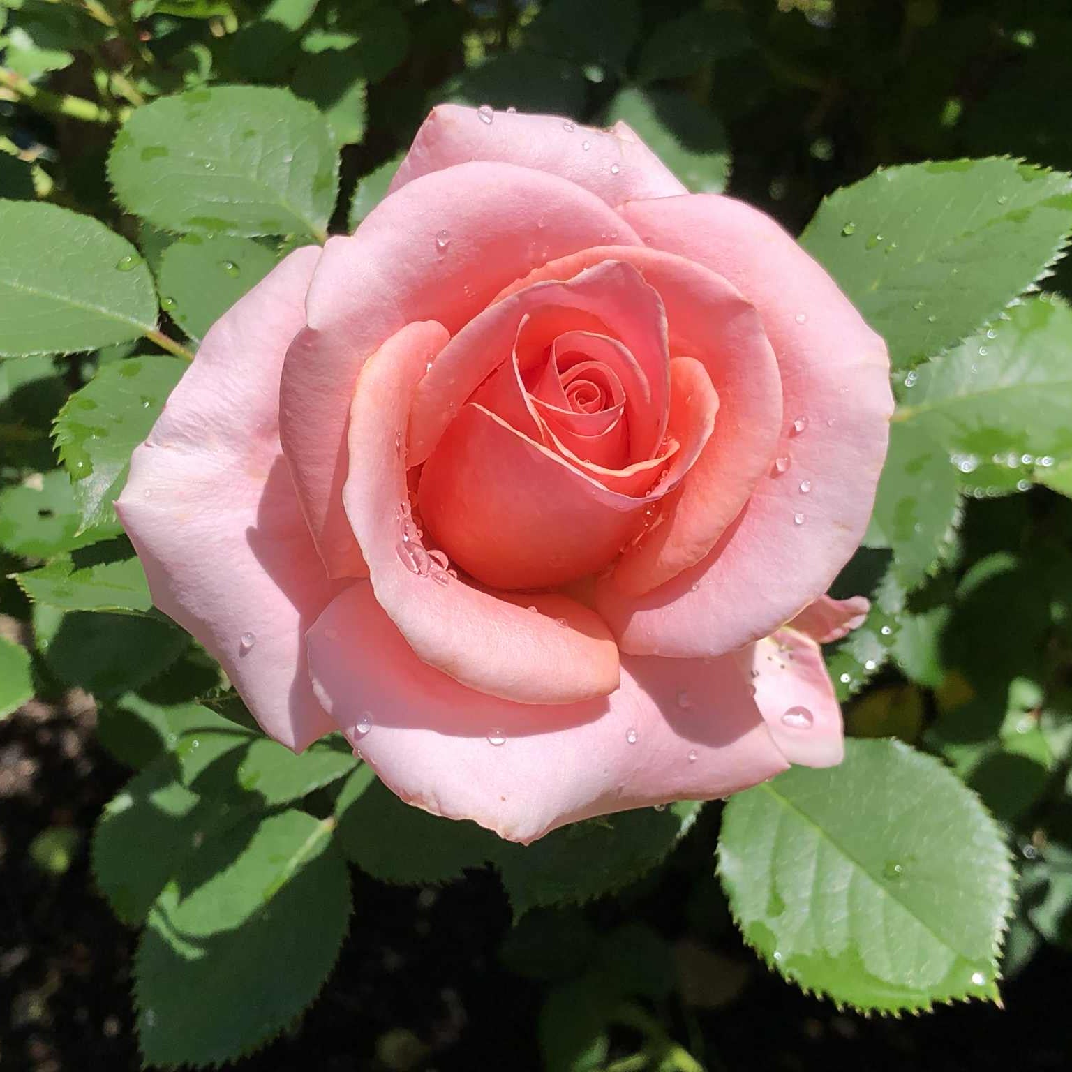 Royal City Bare Root Rose Bush