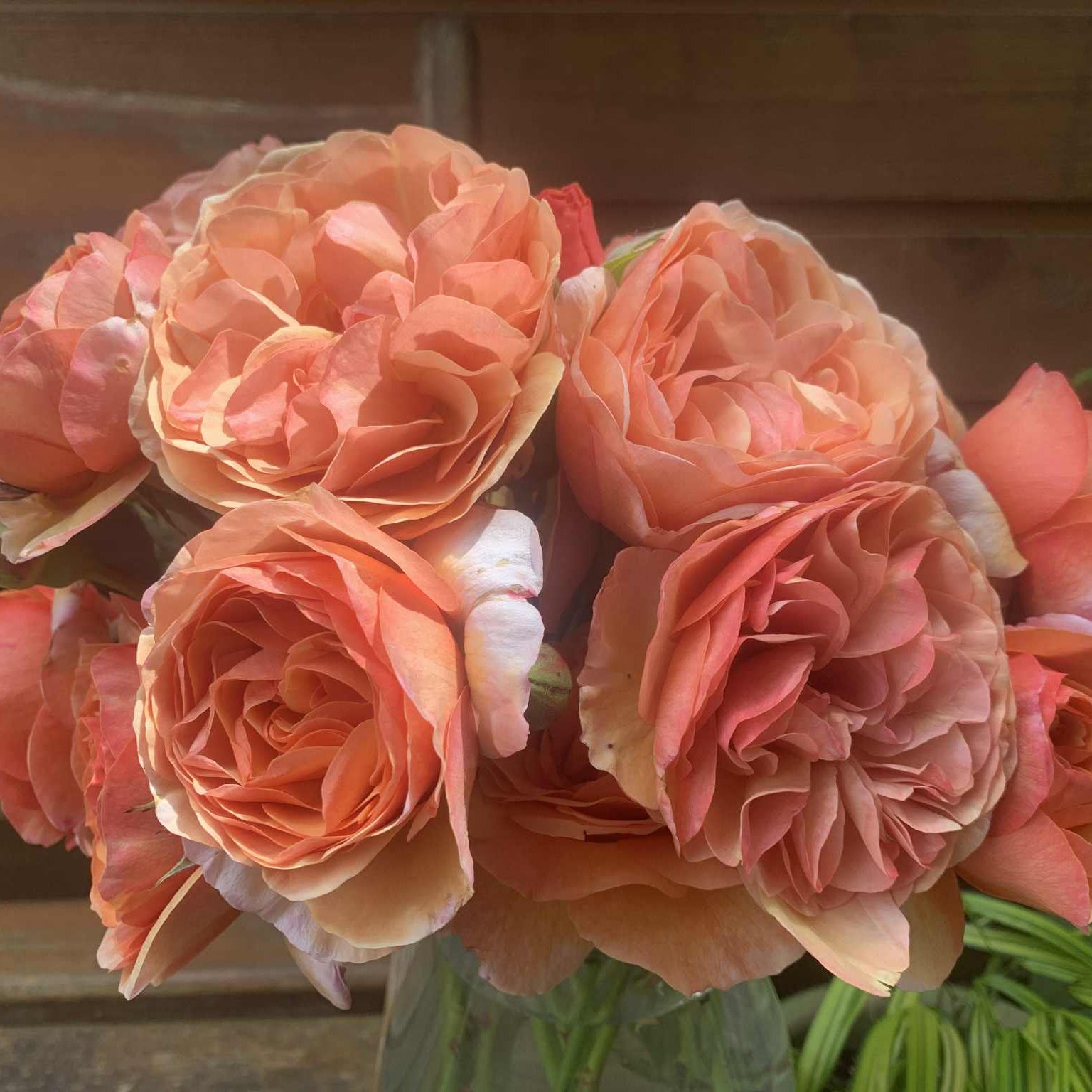 Peach Glory Bare Root Rose Bush