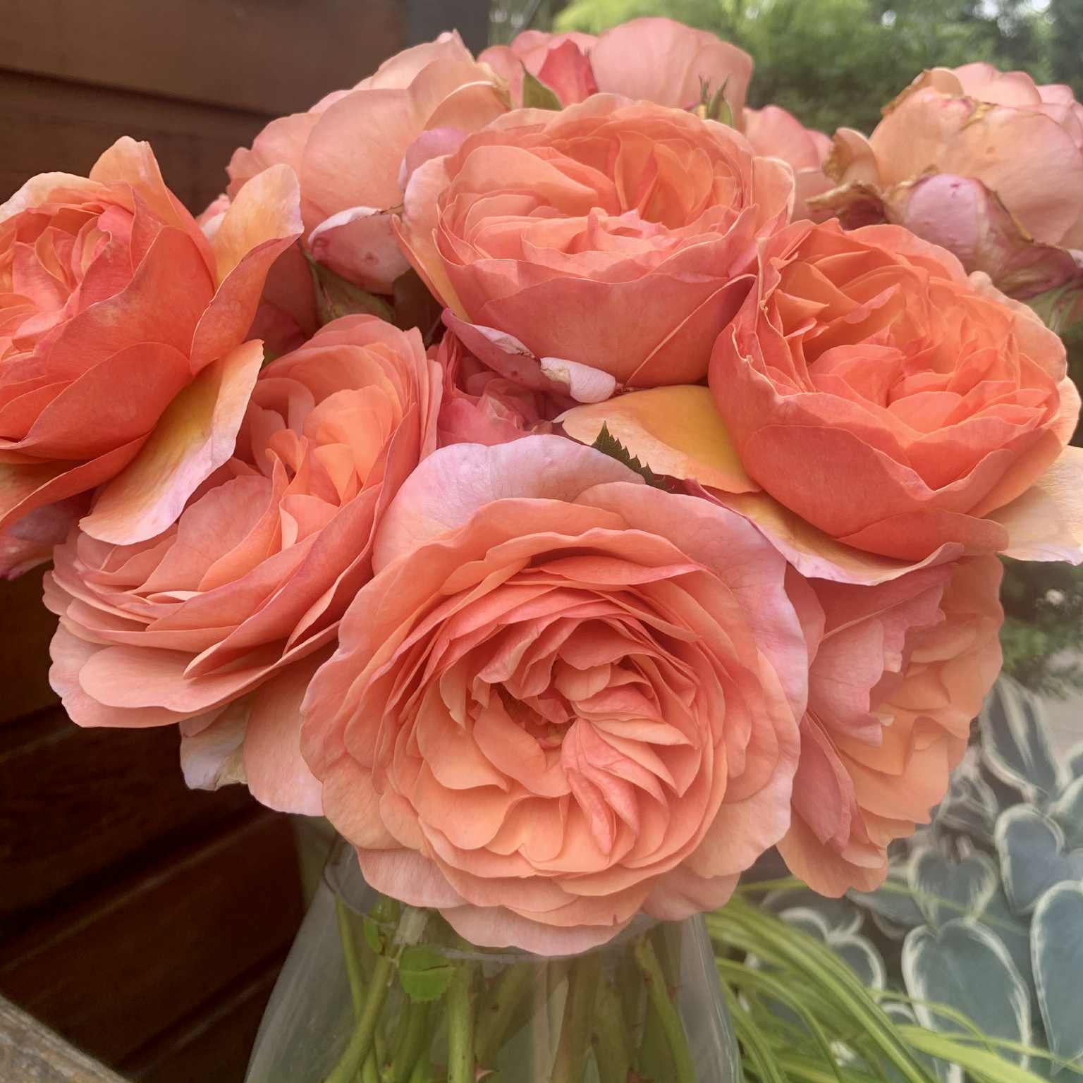 Peach Glory Bare Root Rose Bush