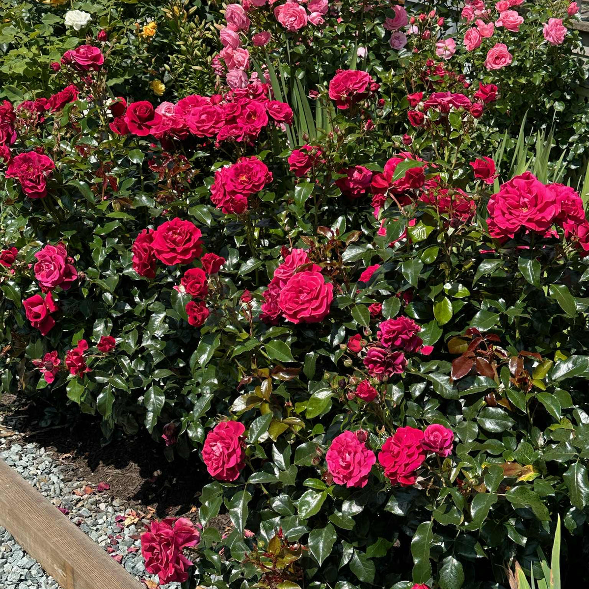 Our Anniversary™ Bare Root Rose Bush