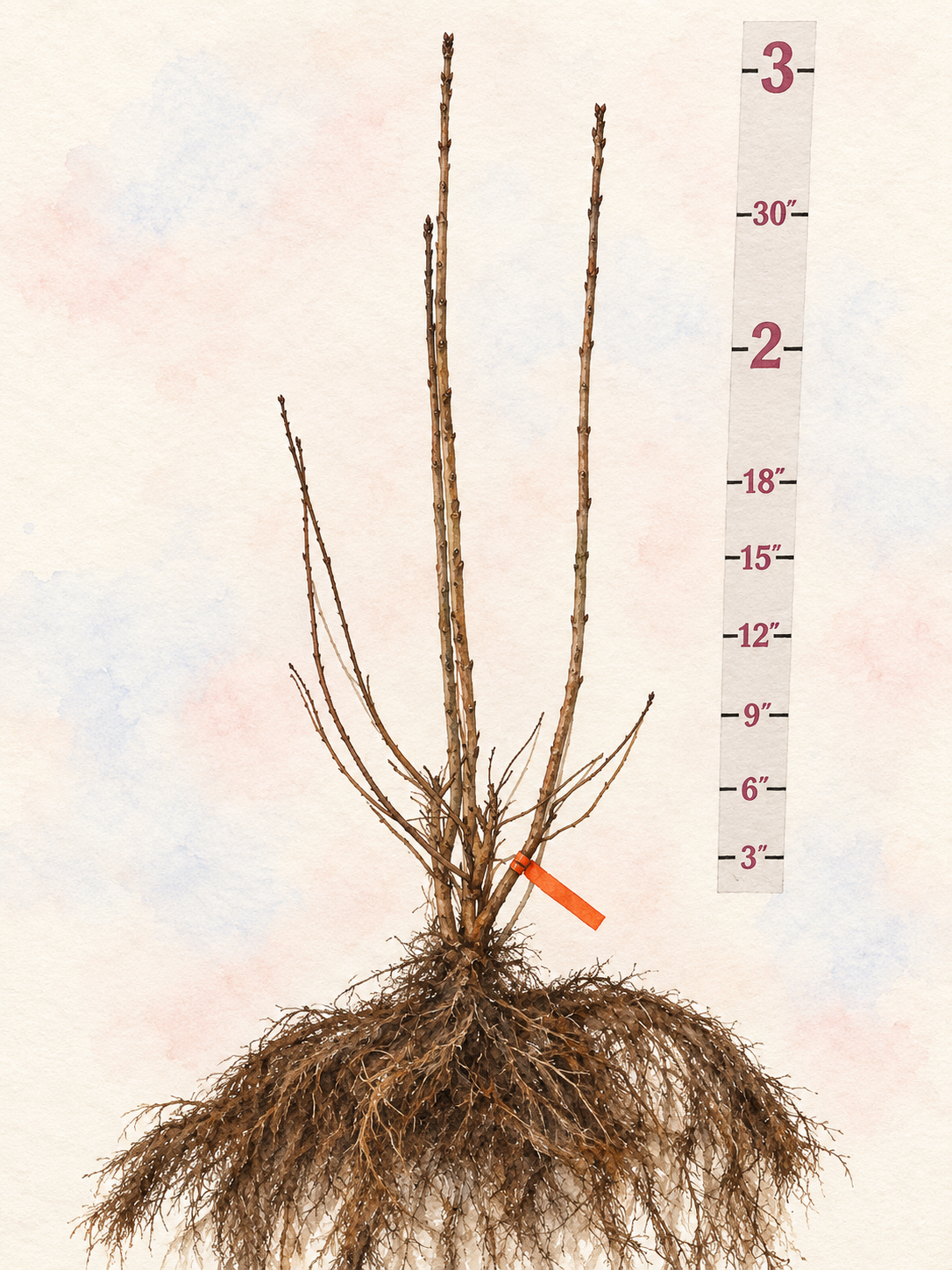 Miss Ellen Willmott Bare Root Lilac Bush