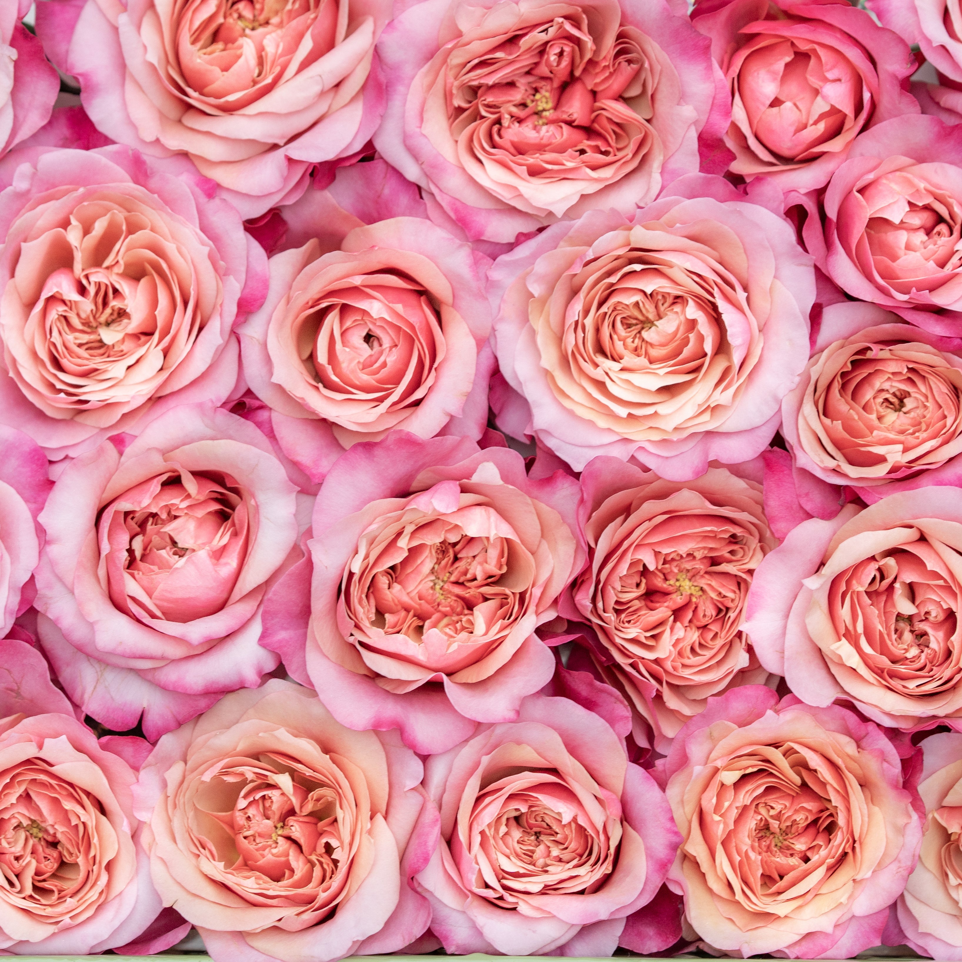 Miyabi™ Special Bouquet