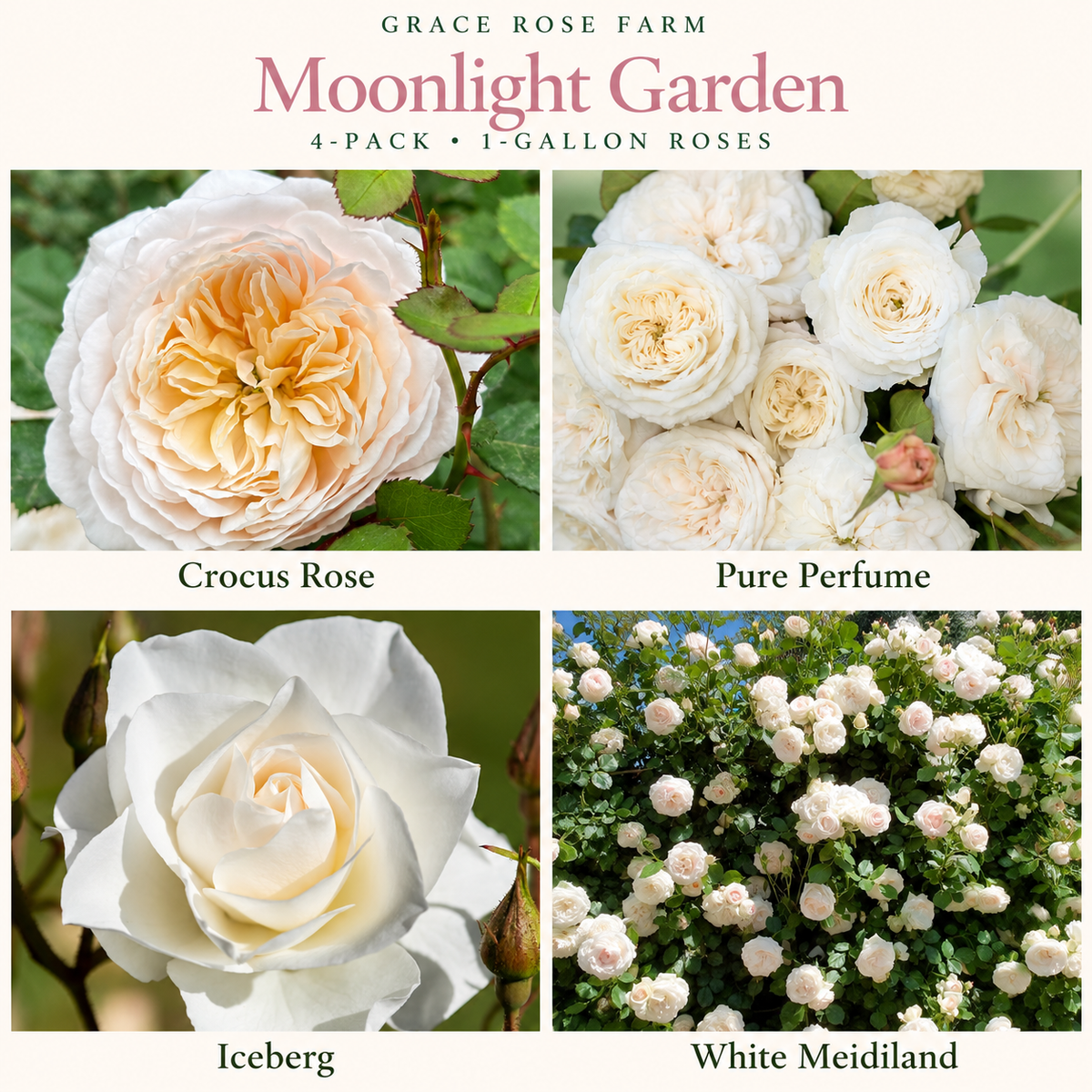 MOONLIGHT GARDEN 4 Pack - Crocus Rose® Pure Perfume, Iceberg, Meidiland® White