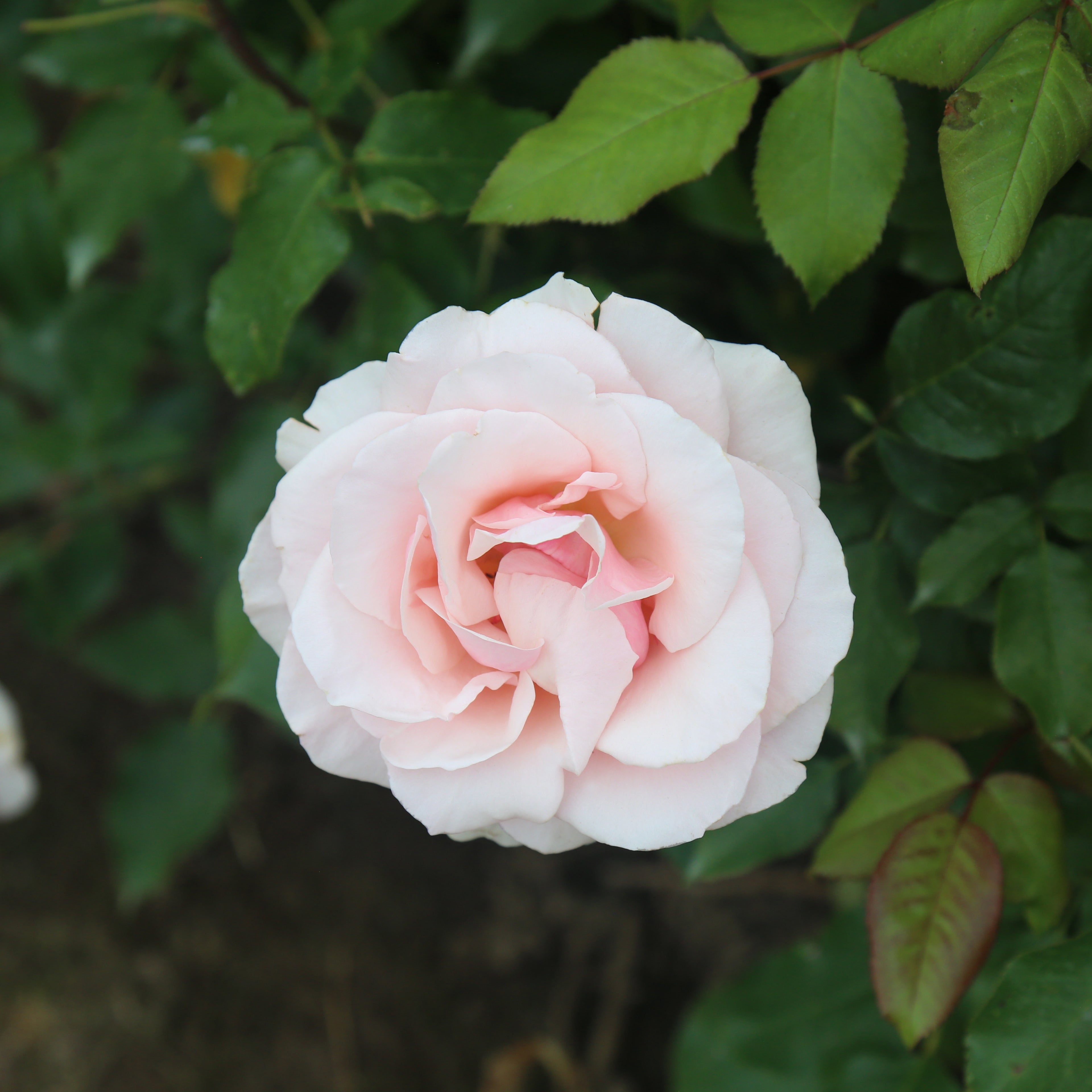 Mother of Pearl®  Bare Root Rose Bush