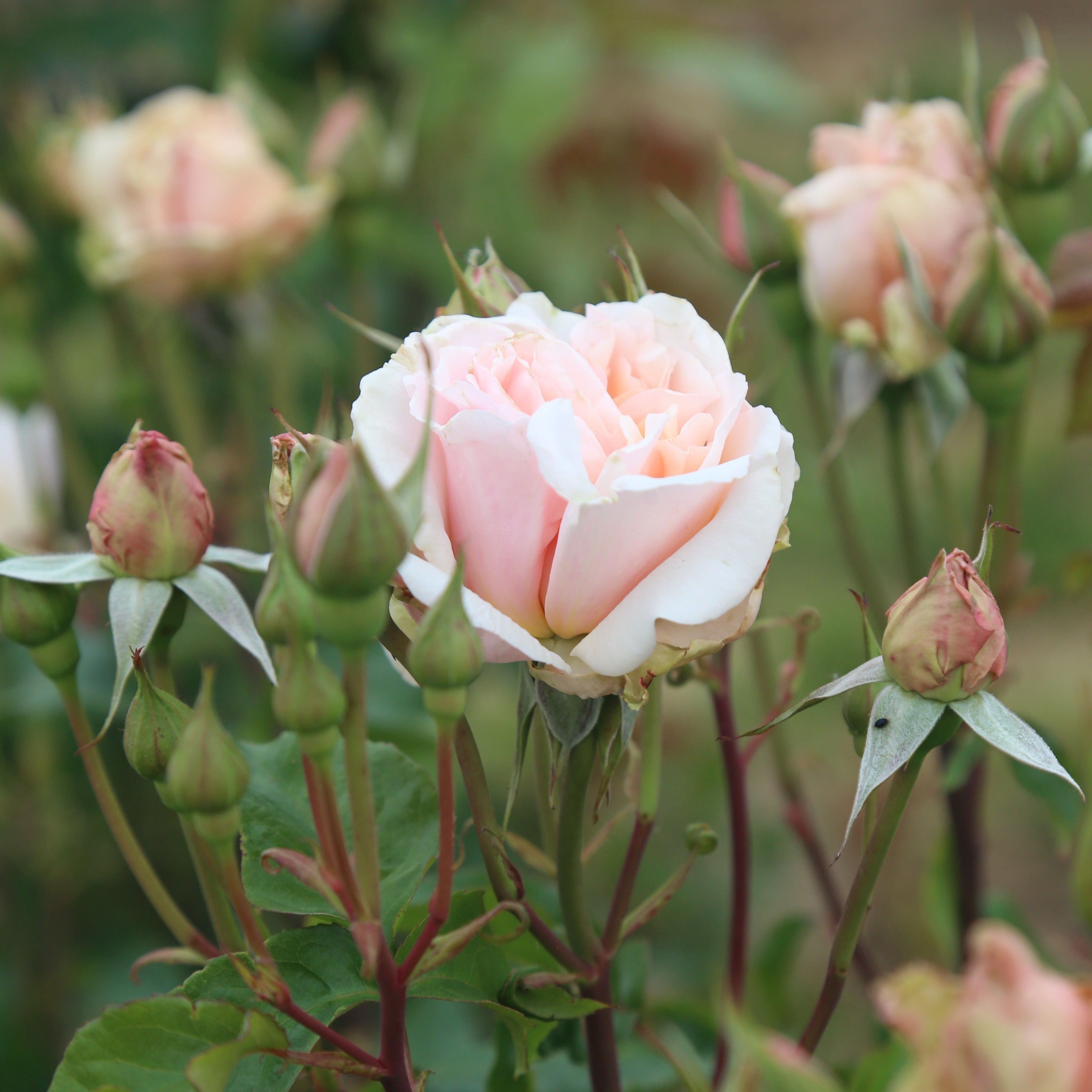 Mother of Pearl®  Bare Root Rose Bush