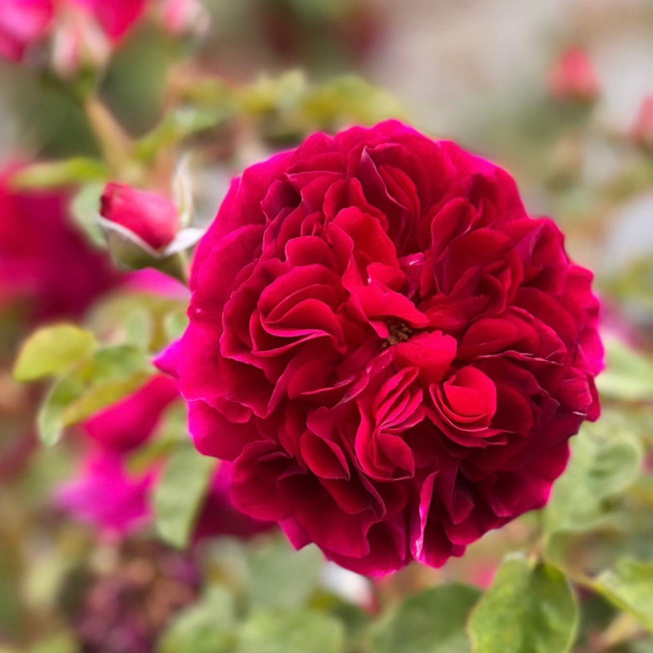 David Austin® Munstead Wood® Potted Rose Bush