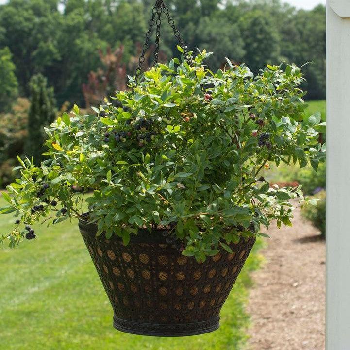 Blueberry Bushel & Berry® Sapphire Cascade®  Cascading Potted Blueberry Plant