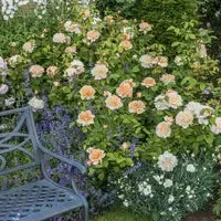 David Austin® The Lady Gardener® Potted Rose Bush