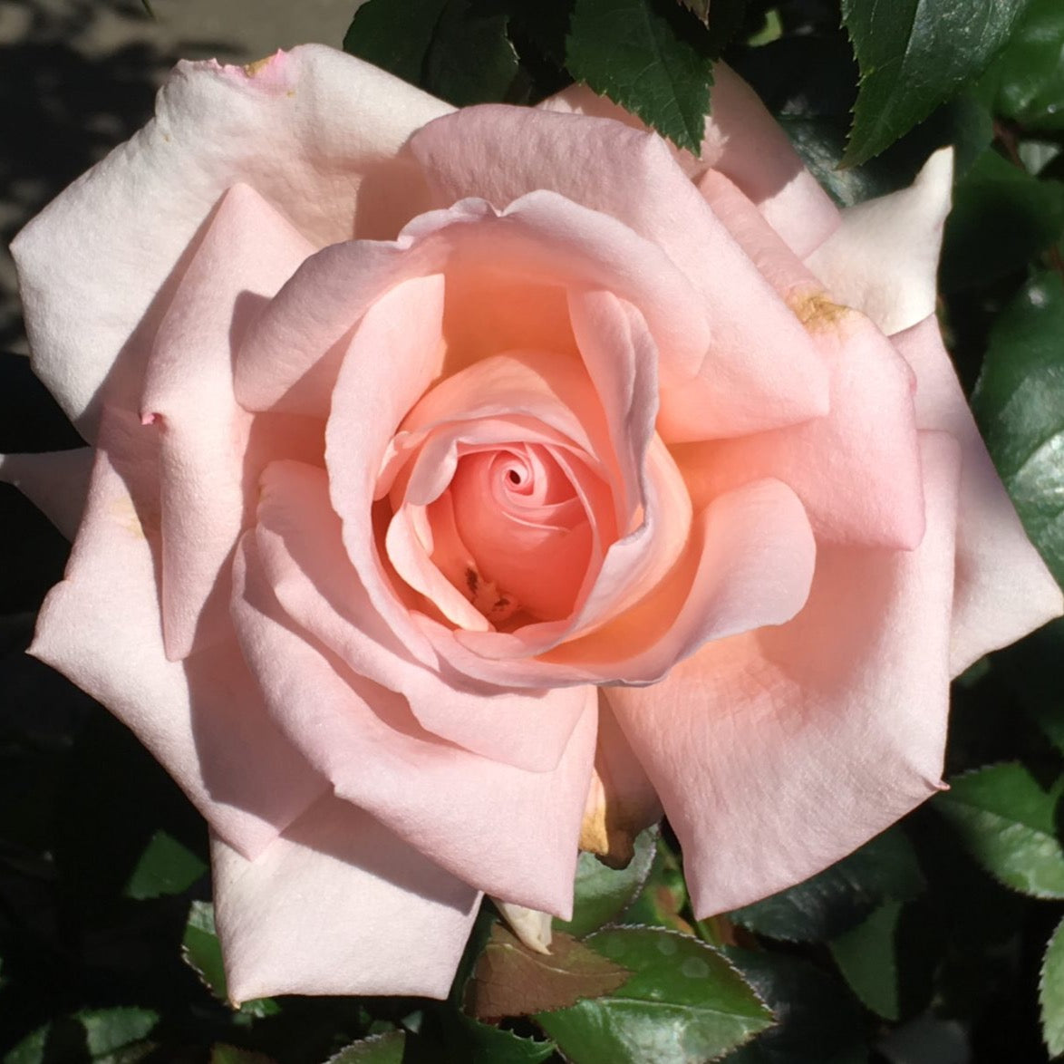 New Zealand Bare Root Rose Bush