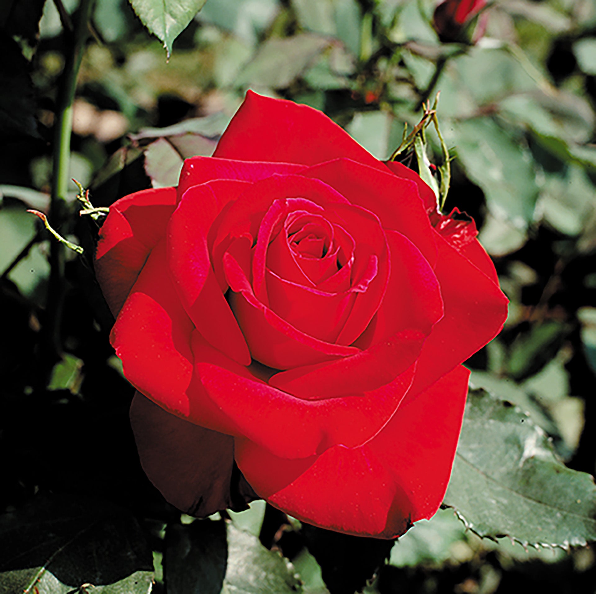 Olympiad™  Potted Tree Rose