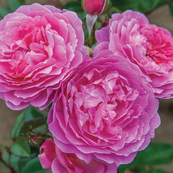 Orchid Romance™  Bare Root Rose Bush