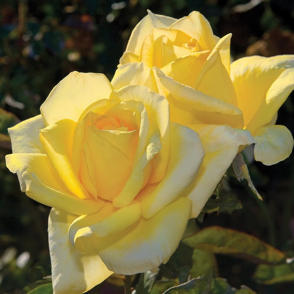 Oregold Potted Tree Rose