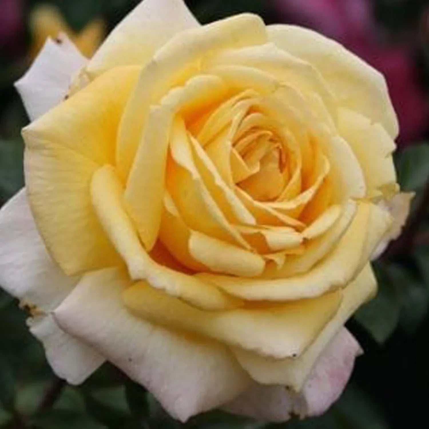 Oregold ™ Potted Rose Bush