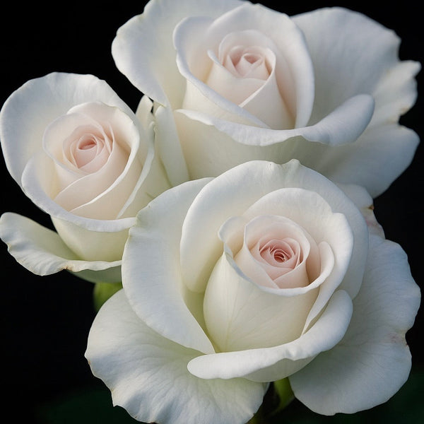 World War II Memorial Rose™ Potted Rose Bush