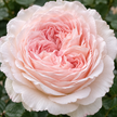 Blush Roses