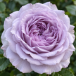 Lavender Roses